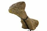 11.4" Triceratops Metatarsal (Foot Bone) - Montana - #129945-1